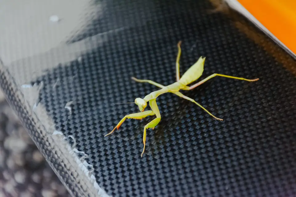 Yellow Honda S2000 paint correction and ceramic coating — studio photo 53